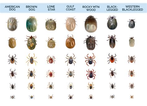 Identifying Ticks and Their Habitats