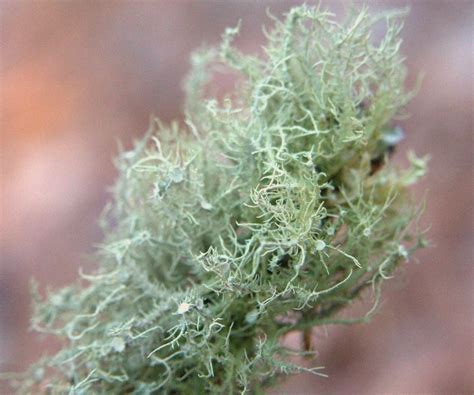 Identifying Usnea Lichen