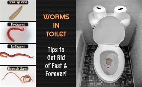 Identifying the Key Factors behind Dreaming of Worms in the Toilet