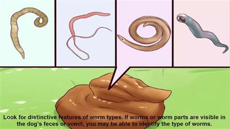 Identifying the Types of Worms That Affect Canines