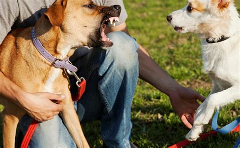 Ignoring the Warning Signs: Consequences of Dismissing Fears in Canine Encounters