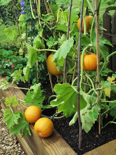 Imagining the Enchanting Pumpkin Vine: Nurturing Your Imaginary Garden
