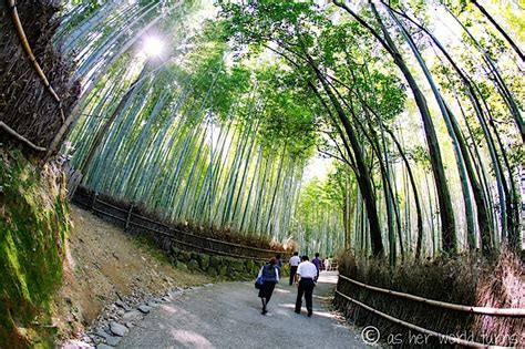 Immerse Yourself in the Local Culture Along the Enchanting Bamboo Pathway