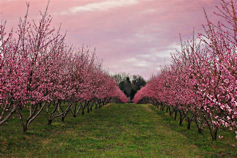 Immerse Yourself in the Serene Beauty of Peach Orchards