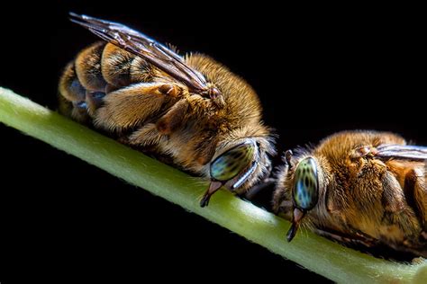 Impact of Insect Imaginations on Sleep Quality