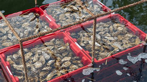 Impact of Pearl Cultivation on Oyster Populations and Ecosystems