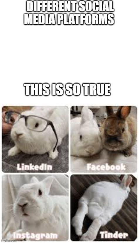 Impact of Wee Bunny on Social Media