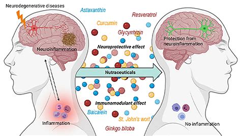 Implications for Neurodegenerative Diseases and Memory Decline