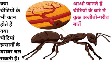 Implications of Ants' Presence in Hindi Folklore