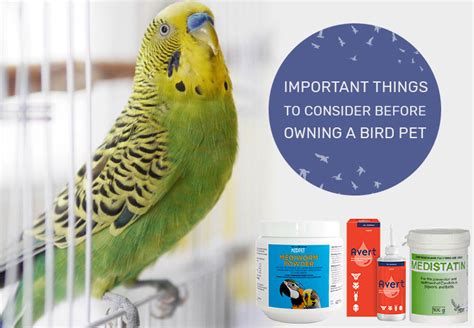 Important Considerations before Owning Pet Birds