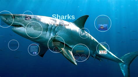 Incredible Adaptations: How Sharks Thrive in the Unlikeliest Environment