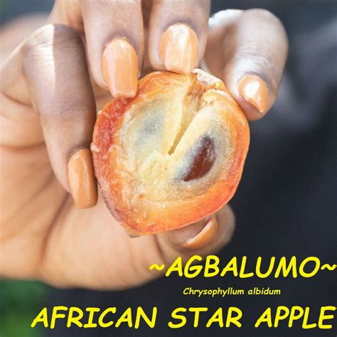 Indulge in Sweetness: Experiencing the Flavor of the Enchanting African Star Apple