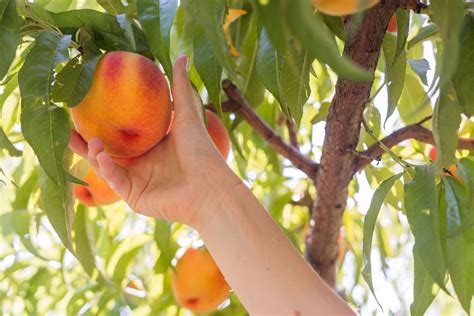 Indulge in the Pleasures of Peach Picking