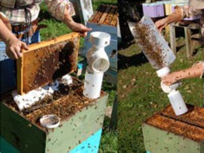 Innovation in Beekeeping: Modern Techniques for Honeycomb Production