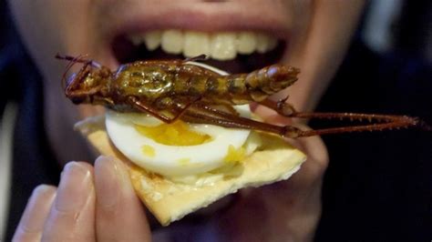 Insect-Inspired Gastronomy: Chefs Pushing Boundaries with Bug Cuisine