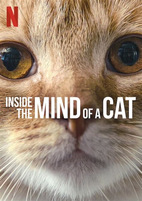 Inside the Sleeping Mind: Unmasking the Origins of Feline Nightmares