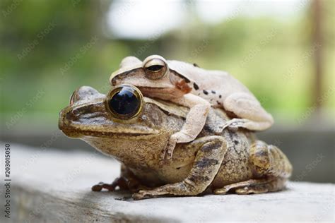 Insight into Personal Growth through Experiencing Frog Mating Dreams