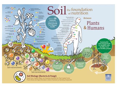 Insight into Soil Health and Essential Nutrients