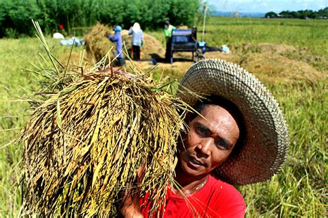 Insight into the Agricultural Significance of Rice Harvesting