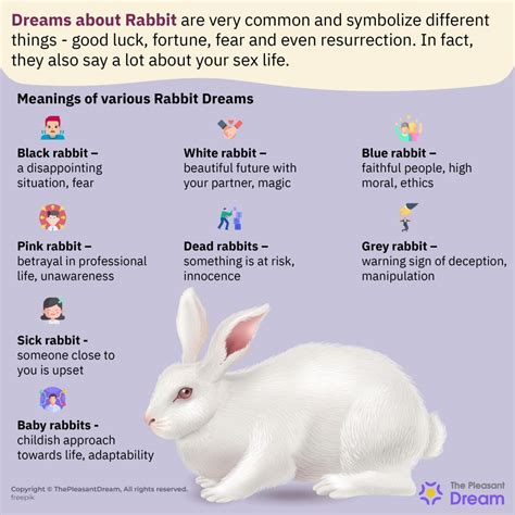 Insight into the Possible Messages Conveyed by Dreaming About Rabbits