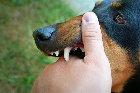 Insights and Symbolism of Dreams Involving a Dog Biting the Hand