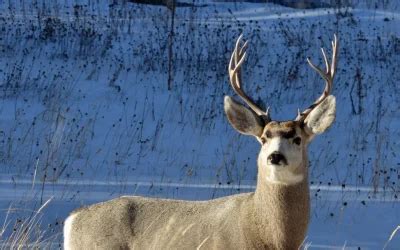 Insights for Decoding and Understanding Deer Hunting Dreams