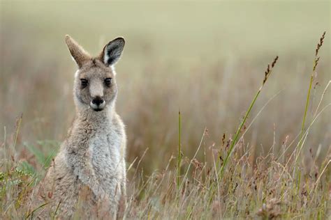 Insights from Cultural and Folklore References: Exploring Symbolic Meanings of Kangaroos