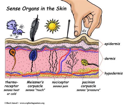 Insights from Medical Experts: Identifying Times When Sensations Beneath the Surface Demand Immediate Attention