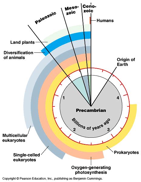 Insights into Chasey Karo's Time on Earth