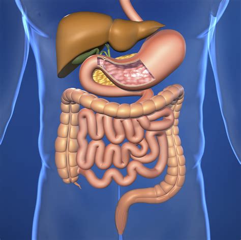 Insights into Health and Digestive System