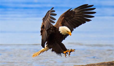 Insights into the Interpretation and Significance of Majestic Flying Birds