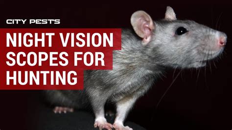 Insights on Analyzing and Decoding Rat Pursuit Night Visions