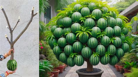 Inspiration for Creativity: The Power of Watermelon Tree Dreams in Stimulating Imagination