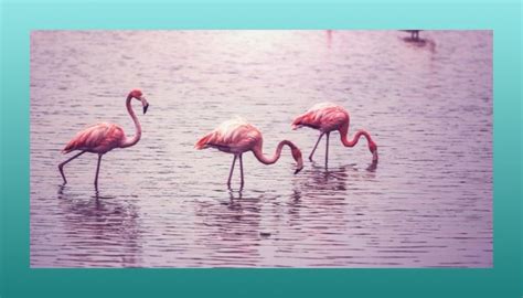 Inspiring Legends: Symbolism and Folklore Surrounding the Majestic Flamingo