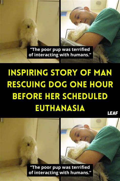 Inspiring Stories: Tales of Rescuing Animals in Need