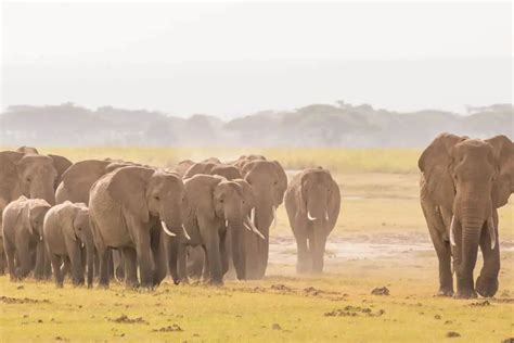 Interconnectedness: Exploring the Social Dynamics within Elephant Groups