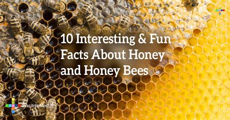 Interesting Facts about Honey Mufarak