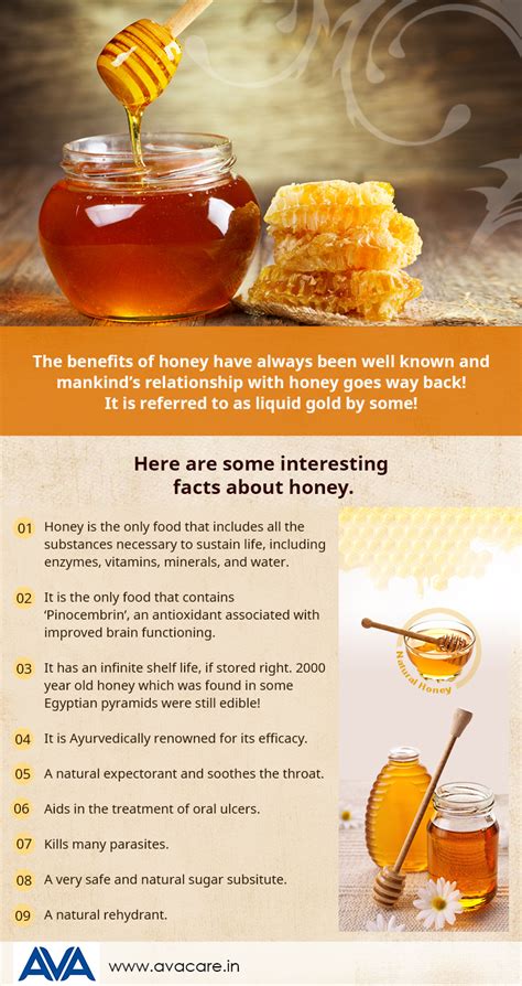 Interesting Facts about Honey Swallows