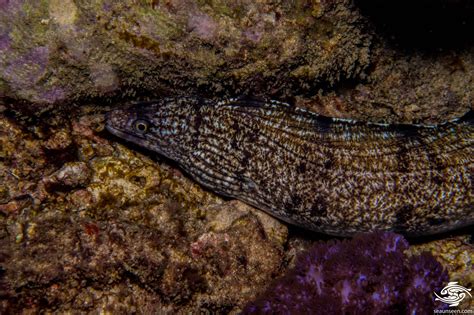 Interesting Facts and Trivia About the Enigmatic Moray Moore