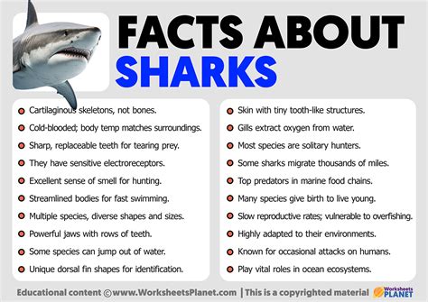 Interesting Tidbits and Fun Facts about Fany Shark