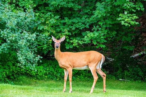 Interesting Trivia about Alabama White-Tailed Deer