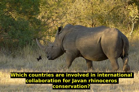 International Collaboration in Rhino Protection