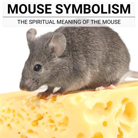 Interpretations: Insights into the Symbolism of Mice Inside the Ear