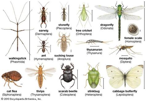 Interpretations based on specific insect types