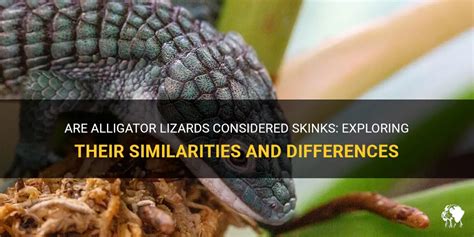 Interpreting Alligator and Lizard Dreams: Key Similarities and Differences