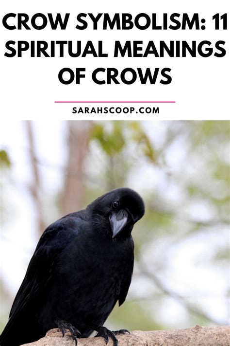 Interpreting Animal Behavior: The Significance of the Crow