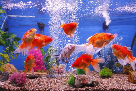 Interpreting Common Dream Scenarios Involving Goldfish in an Aquarium