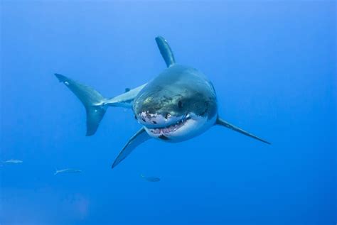 Interpreting Common Meanings of Dreams Related to Sharks