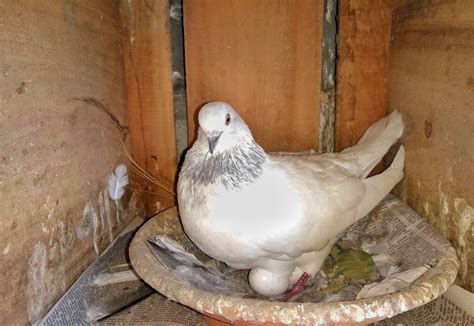 Interpreting Dreams: Nurturing Significance of Pigeon Feedings