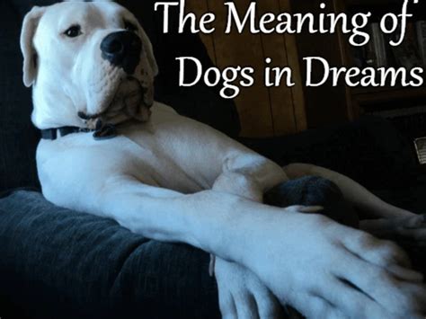 Interpreting Dreams of Offering a Companion Animal: Possible Implications